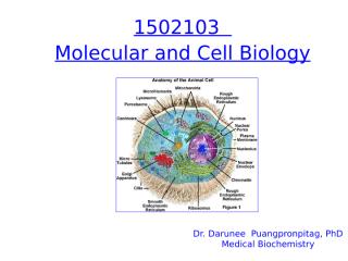 2555-I-Overview in cell and molec.ppt